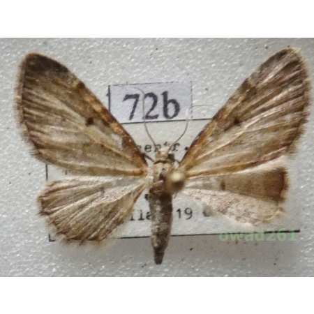 Eupithecia trisignaria Herrich-Schäffer, 1848 Czech72b